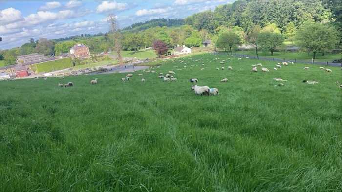 Preparing students for a future in sheep farming