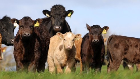 Newford suckler herd