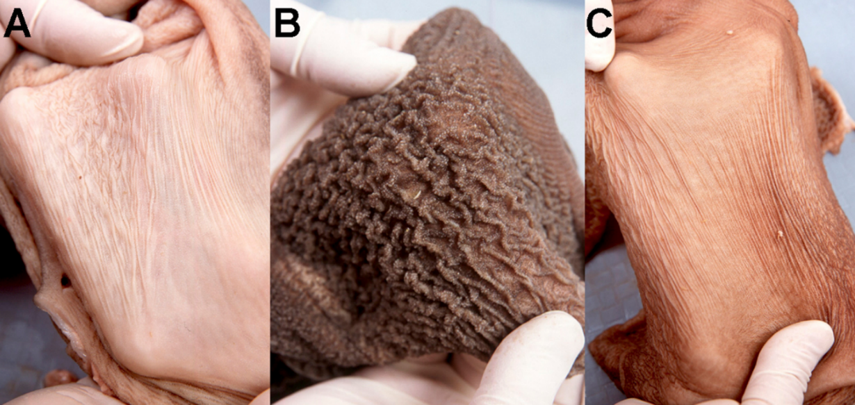 Rumen development of calves by 6 weeks of age, offered three contrasting diets: A) milk only; B) milk, hay and concentrate; and C) milk and hay