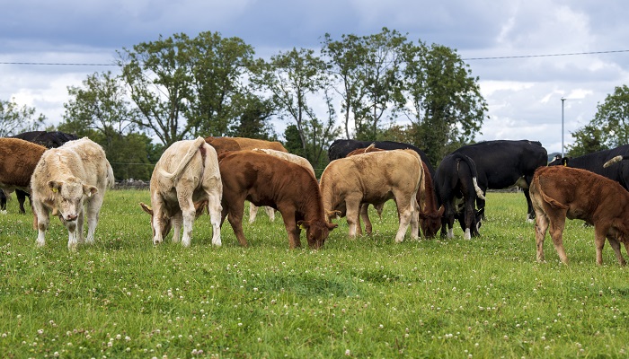 Making the most of strong beef markets