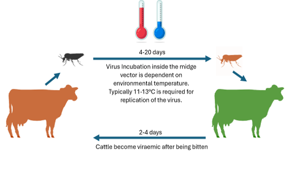 Diagram illustrating the transmission process of the virus in cattle, highlighting infection pathways and vectors.