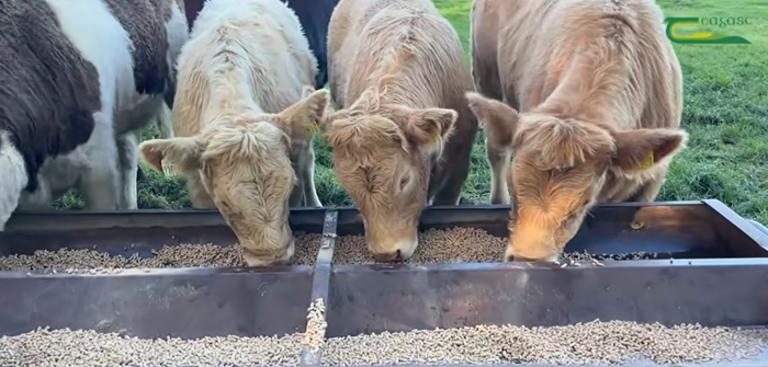 Cover image for Watch: The requirements of the Beef Welfare Scheme in 5 minutes article