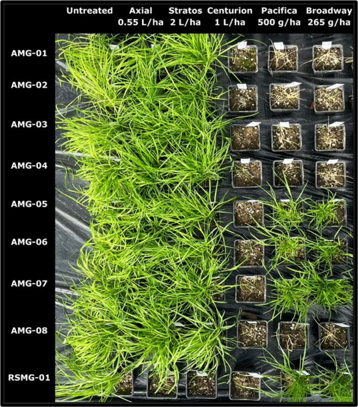 Symptoms of suspect populations of annual meadow grass (AMG) and rough-stalked meadow grass (RSMG) 30 days post-treatment with ACCase herbicides (Axial, Stratos Ultra, Centurion Max) and ALS herbicides (Pacifica Plus, Broadway Star), all applied at the recommended label rates. Broadway is not registered for meadow grass control. Where plants are absent from a square, full control was achieved.  