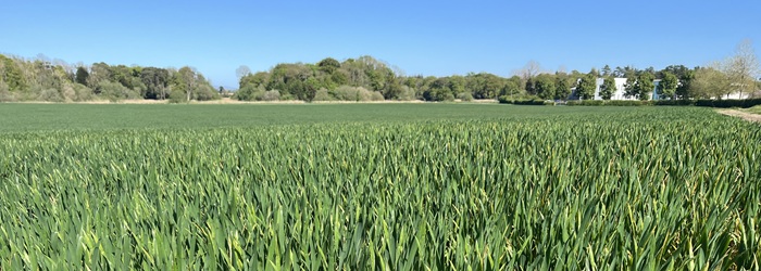 Cover image for Teagasc Tillage Advisory Newsletter – May article