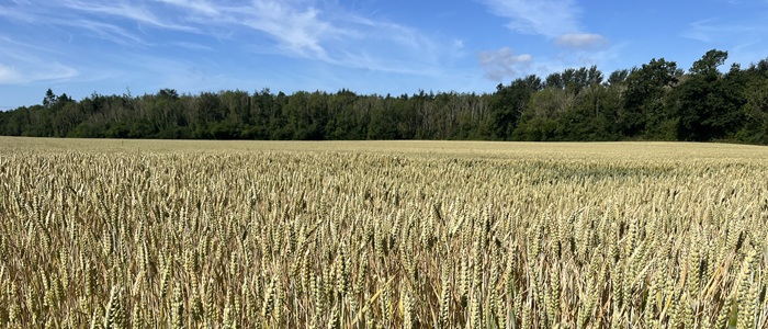 Cover image for Teagasc Tillage Advisory Newsletter – July article