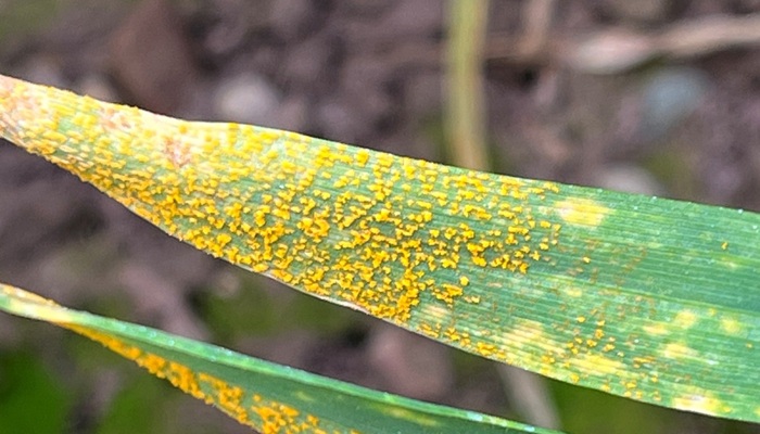 yellow rust on winter wheat leaf